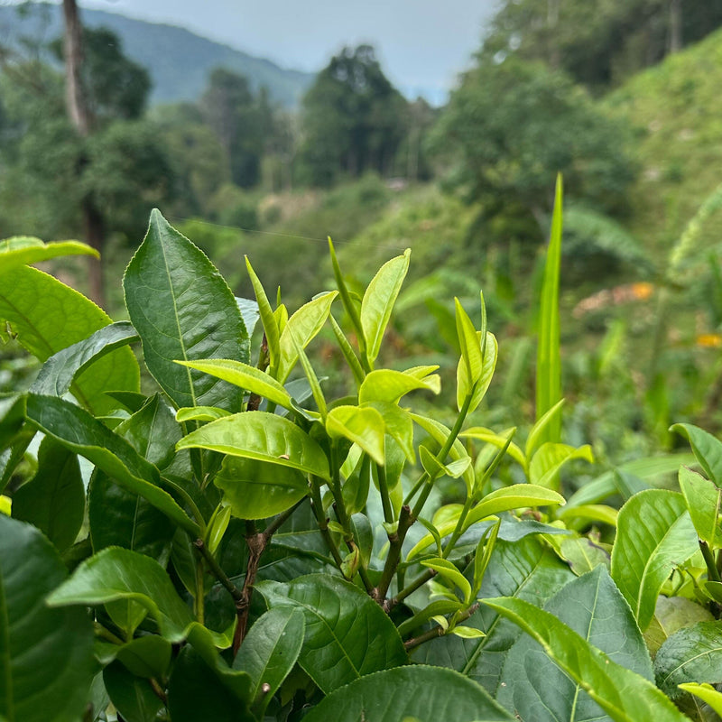 Forest Assam Black Tea hover image