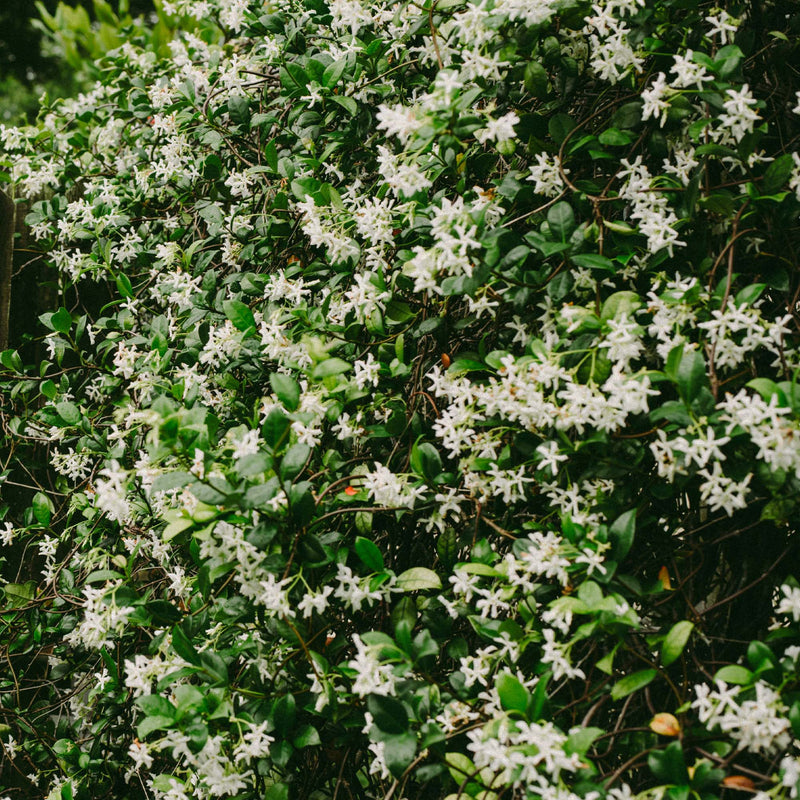Jasmine Silver Needles