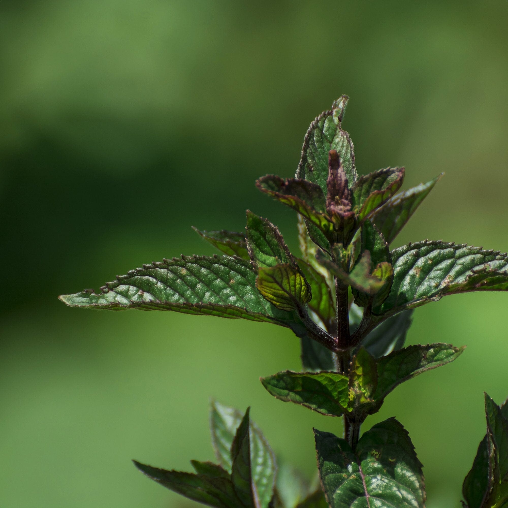 Peppermint
