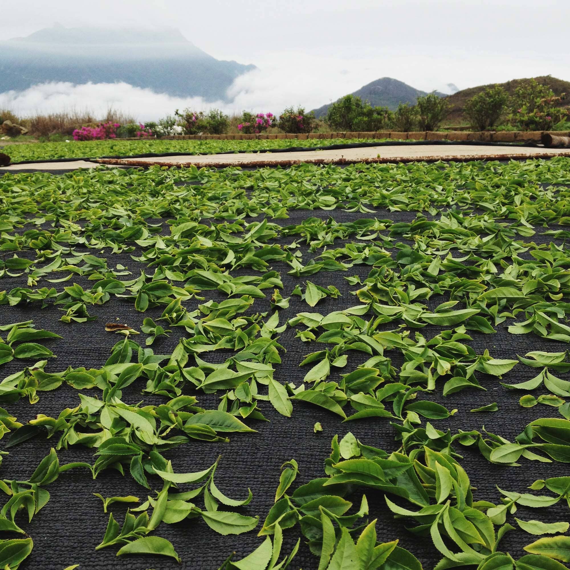 Phoenix Dancong Ao Fu Hou
