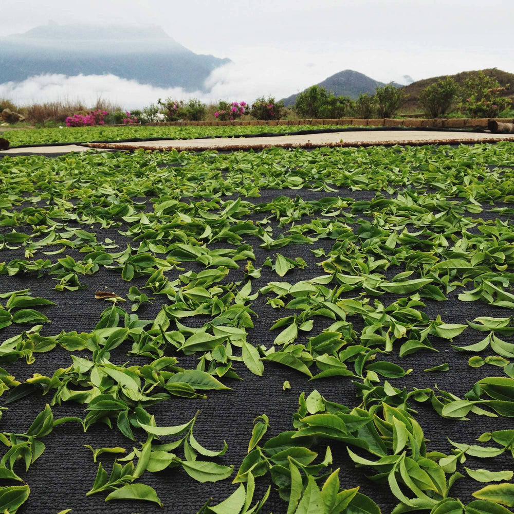 Phoenix Dancong Ao Fu Hou