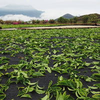 Phoenix Dancong Ao Fu Hou