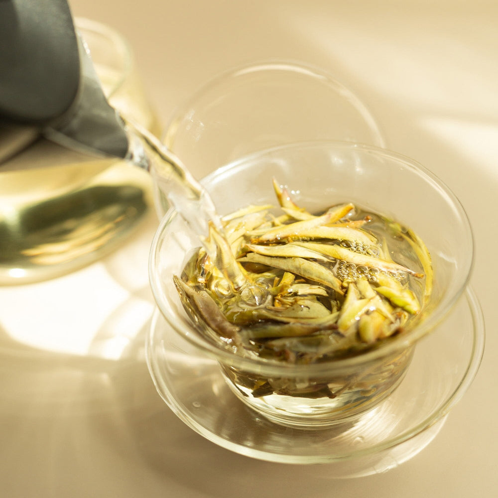 Wild Camellia crassicolumna White Tea