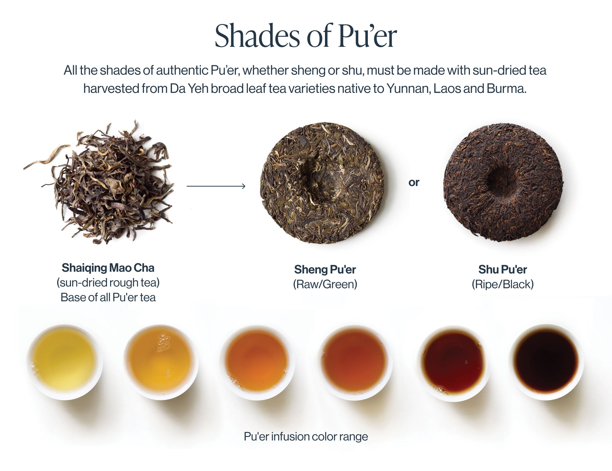 Pu’er Tea: The Tea of Teas | Rishi Tea