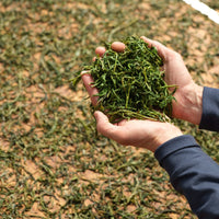 Pu'er Tuo Cha Schisandra Clove