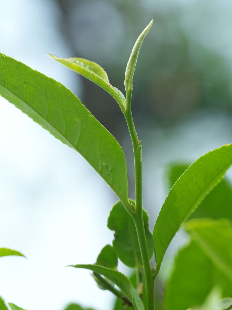 Xiang Gui Yin Hao Black Tea hover image