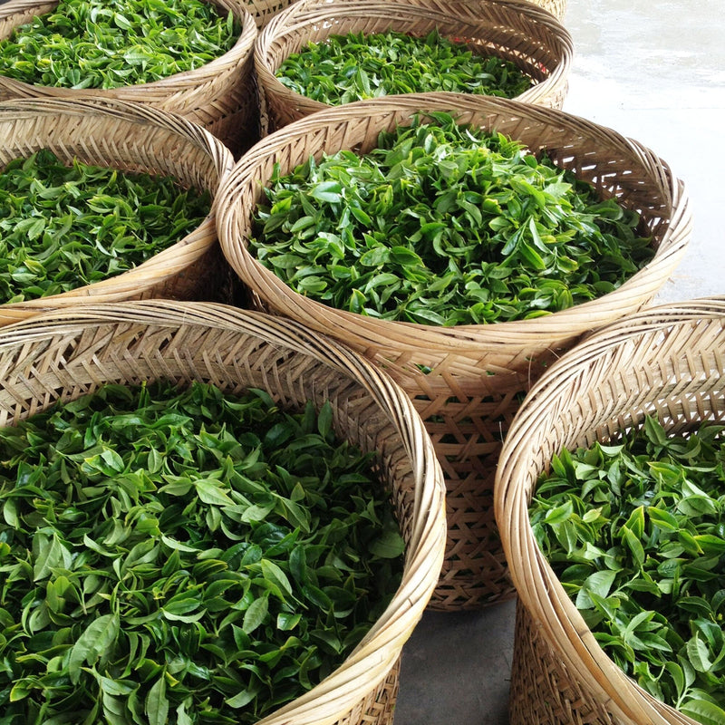 Phoenix Dancong Lan Hua Xiang