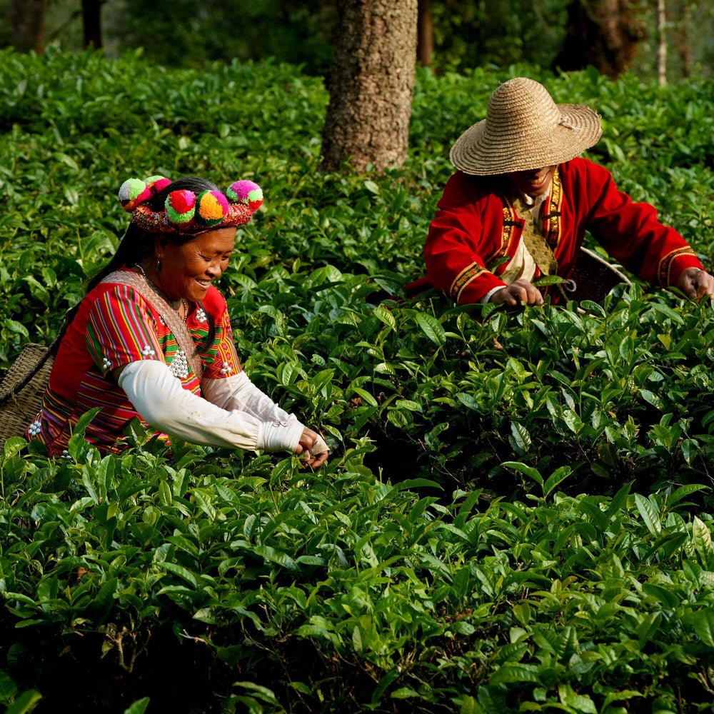 Xiang Gui Yin Hao Black Tea