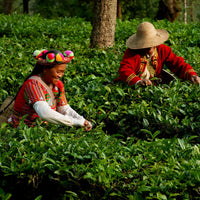 Xiang Gui Yin Hao Black Tea