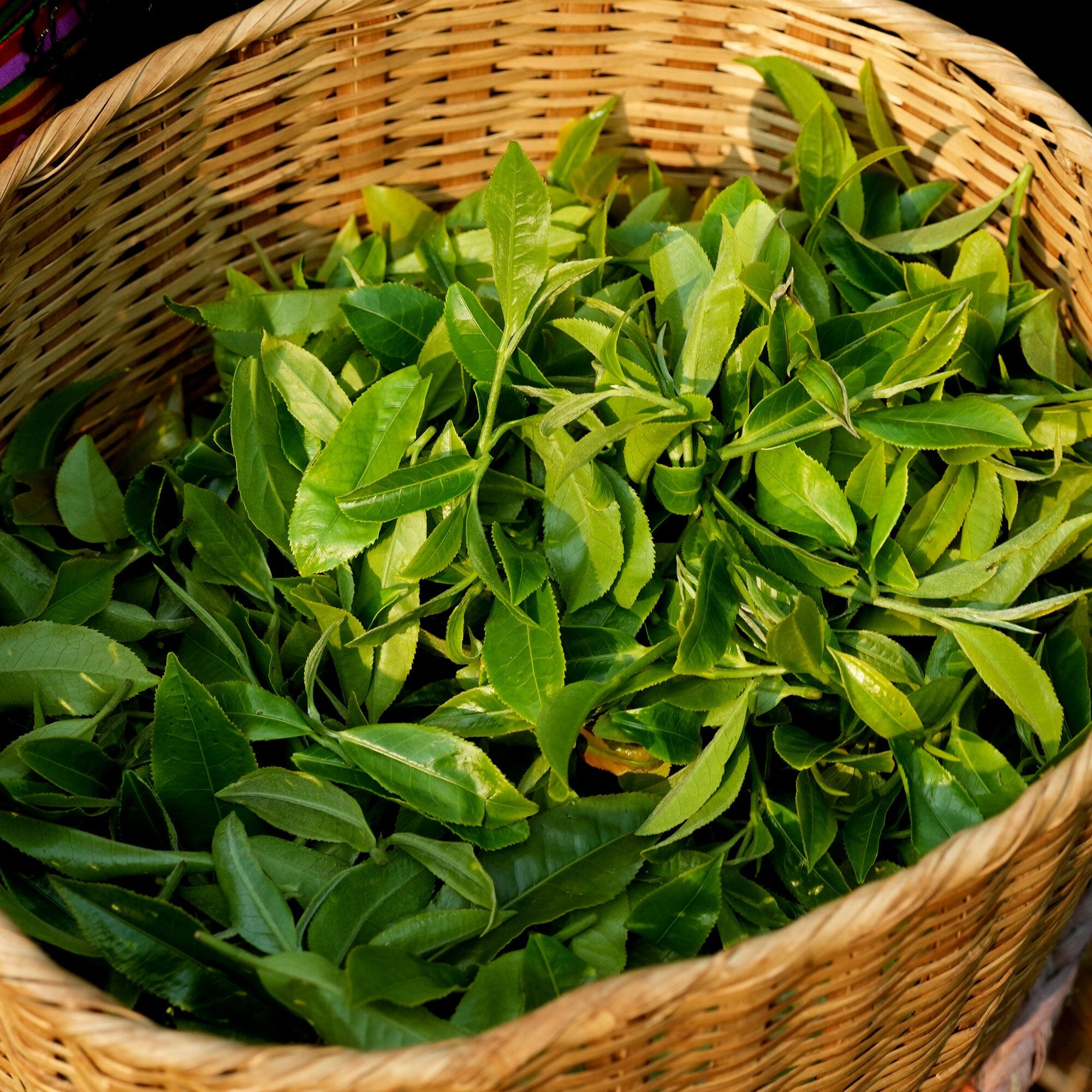 Xiang Gui Yin Hao Black Tea