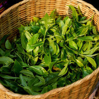 Xiang Gui Yin Hao Black Tea