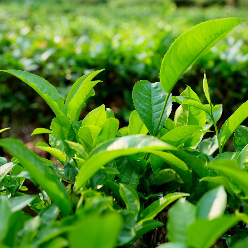 Yunnan Dian Hong Golden Buds