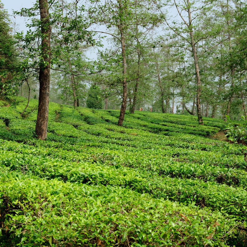 Yunnan Lily Black hover image