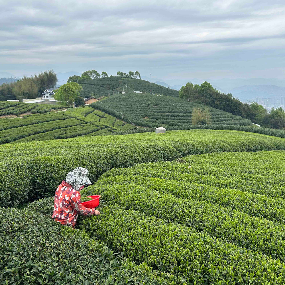 Fuding Silver Needles