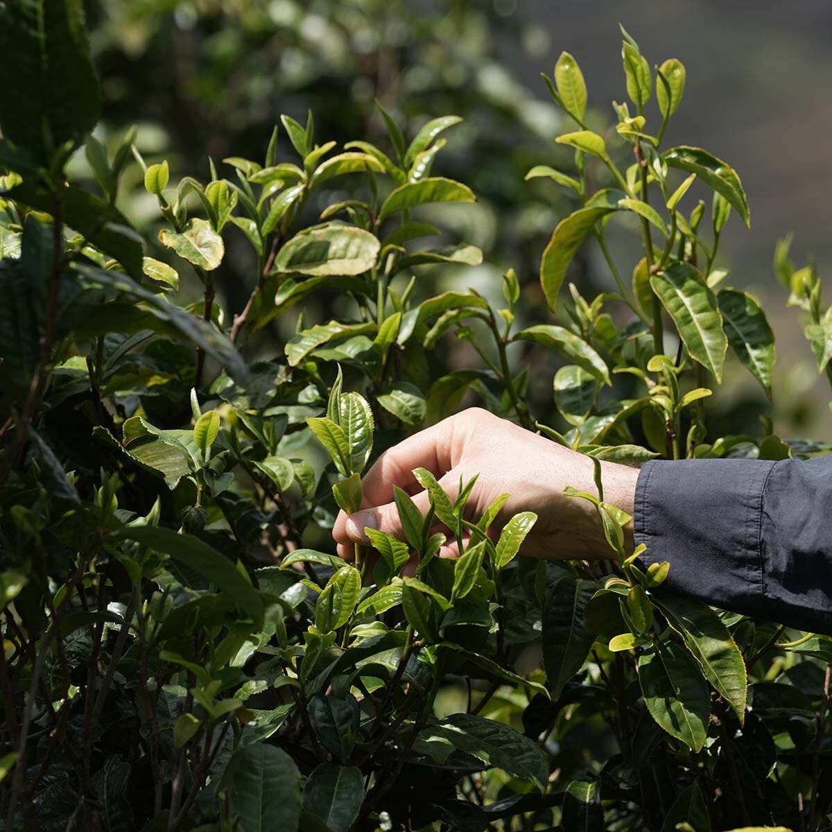 Oven-Baked Dian Hong Mao Feng Black Tea