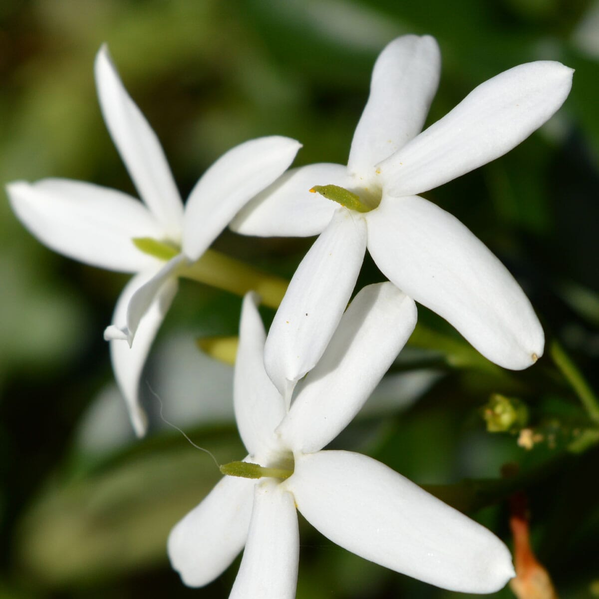Jasmine