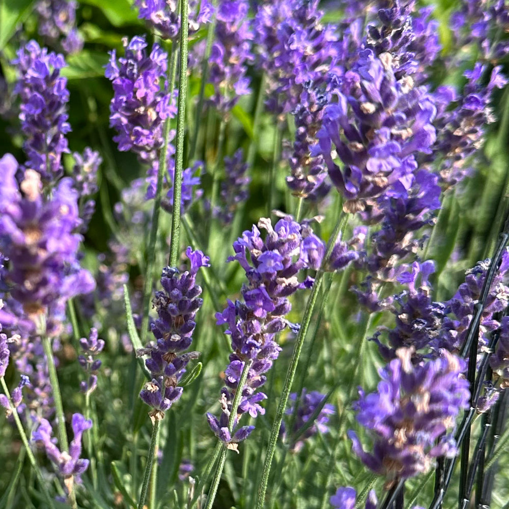 lavender tea plant Lavender Mint | Organic Loose Leaf Tea