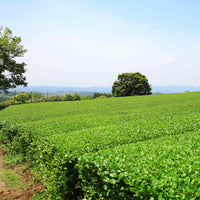 Nishi-san's Matcha Asanoka