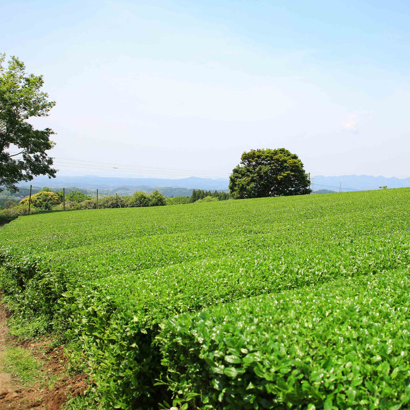 Nishi-san's Matcha Asanoka