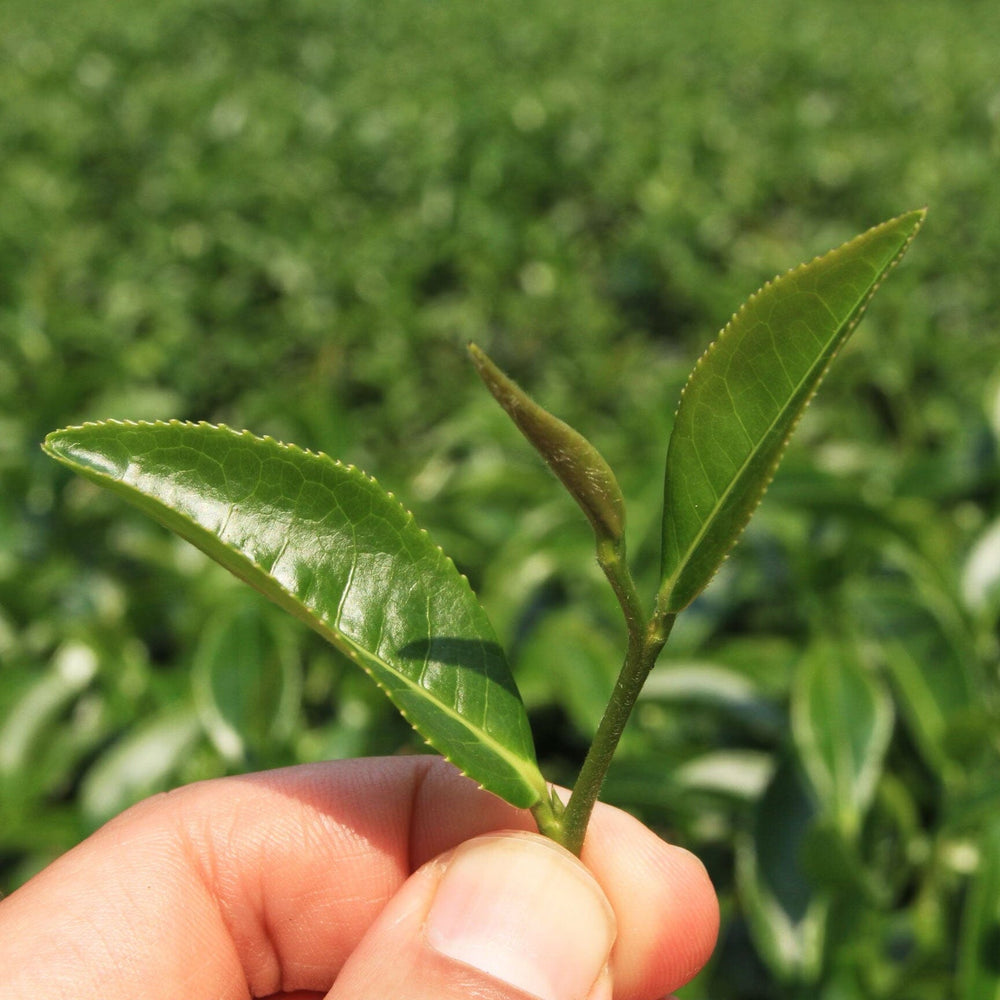 Plum Blossom Black Tea