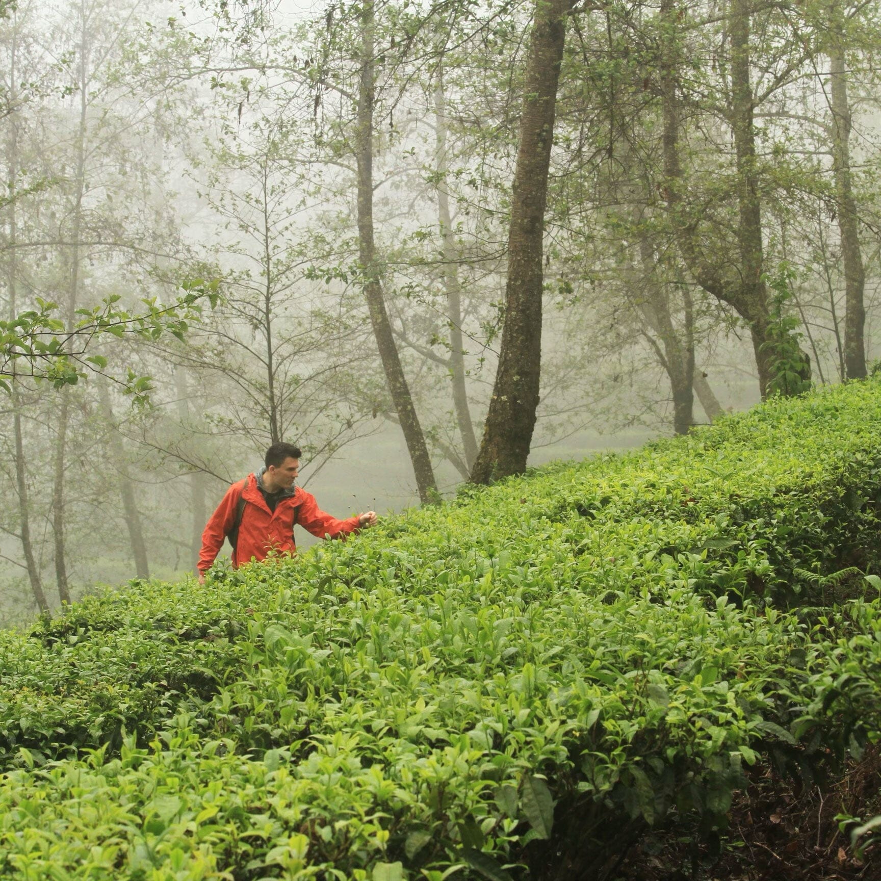 Plum Blossom Black Tea