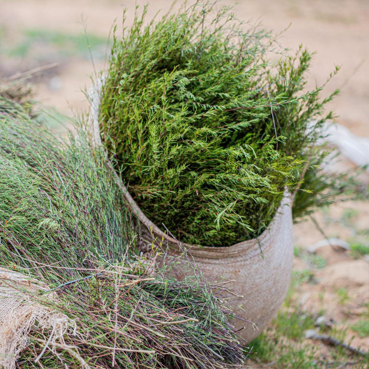 A sack of Blueberry Rooibos from Rishi Tea & Botanicals is sitting on the ground.