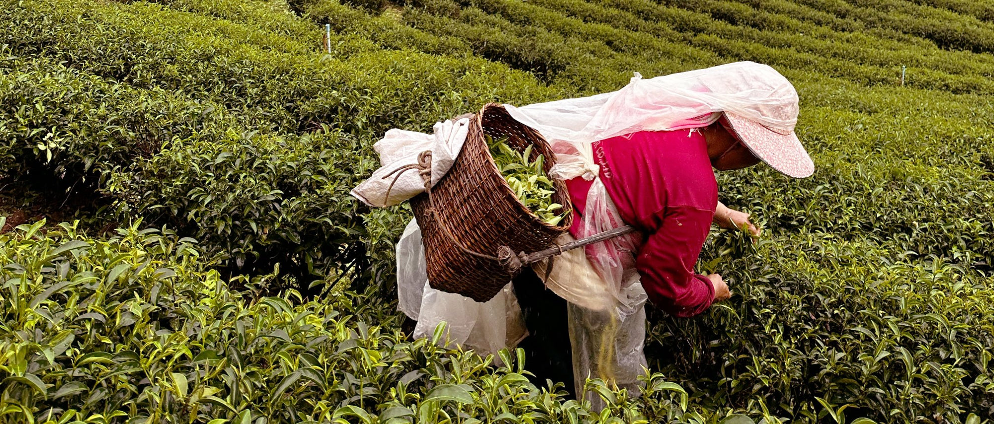 Ruby Oolong