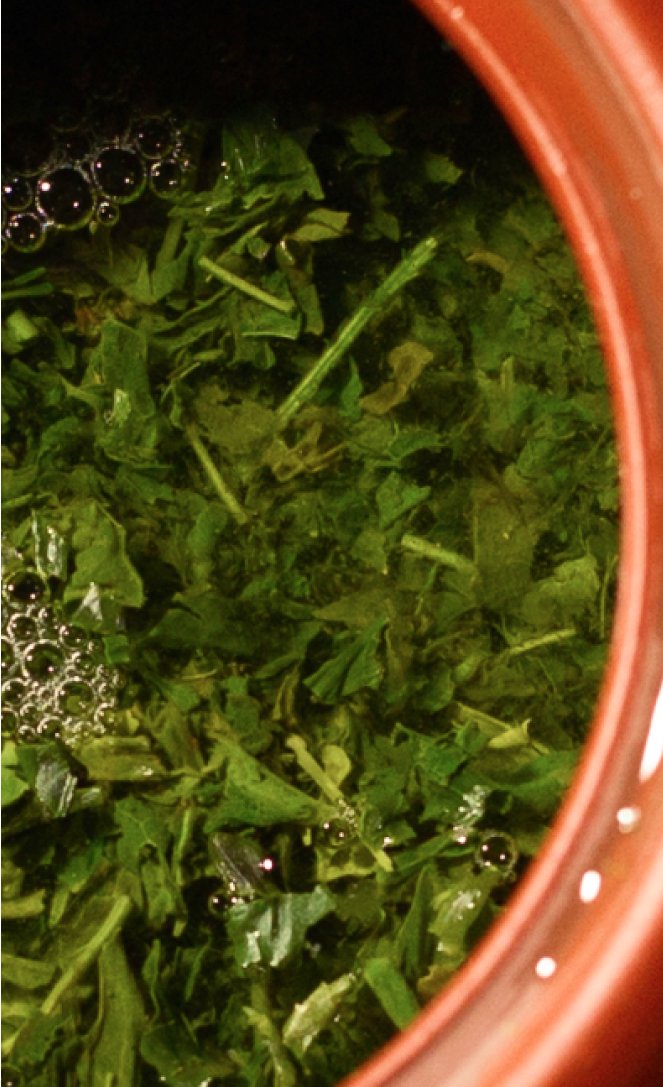 Sencha