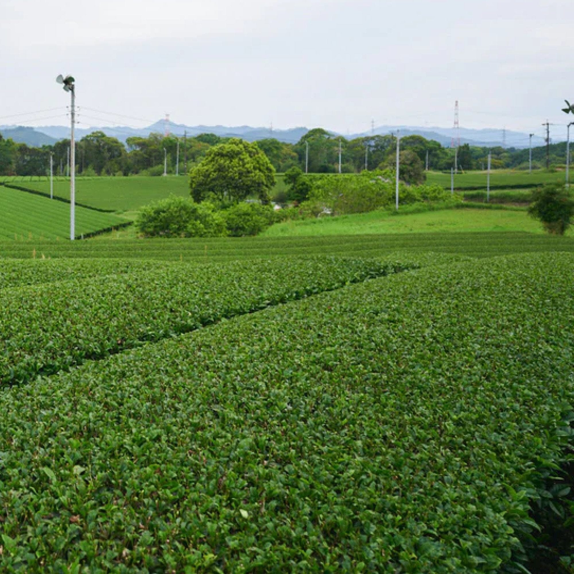 Sencha