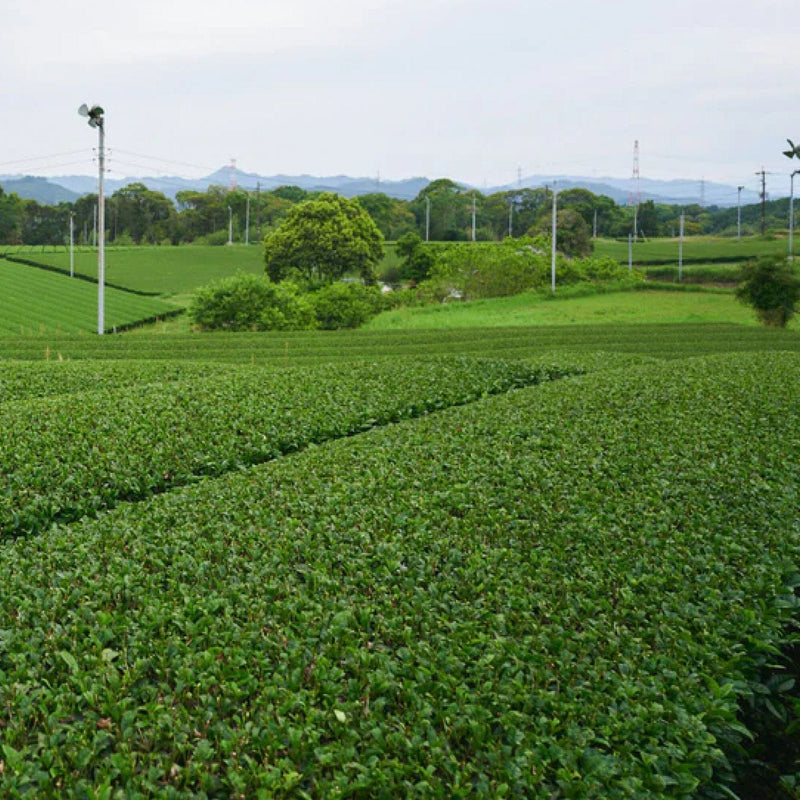 Sencha