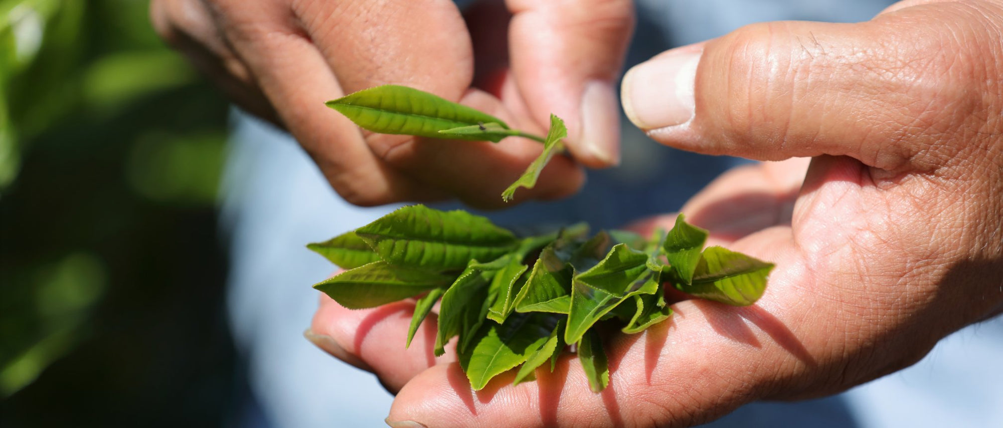 Sencha Superior