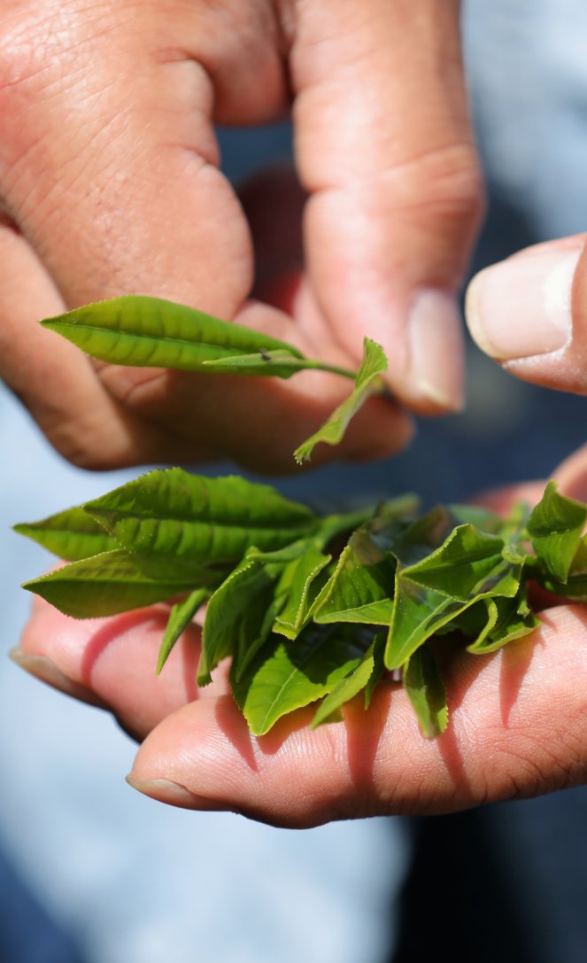 Sencha Superior