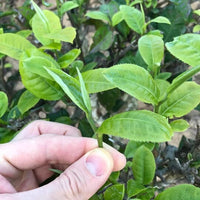 Rose Scented Silver Needles