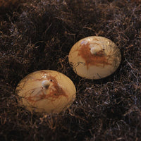 Blue Mogake Tokoname Teapot