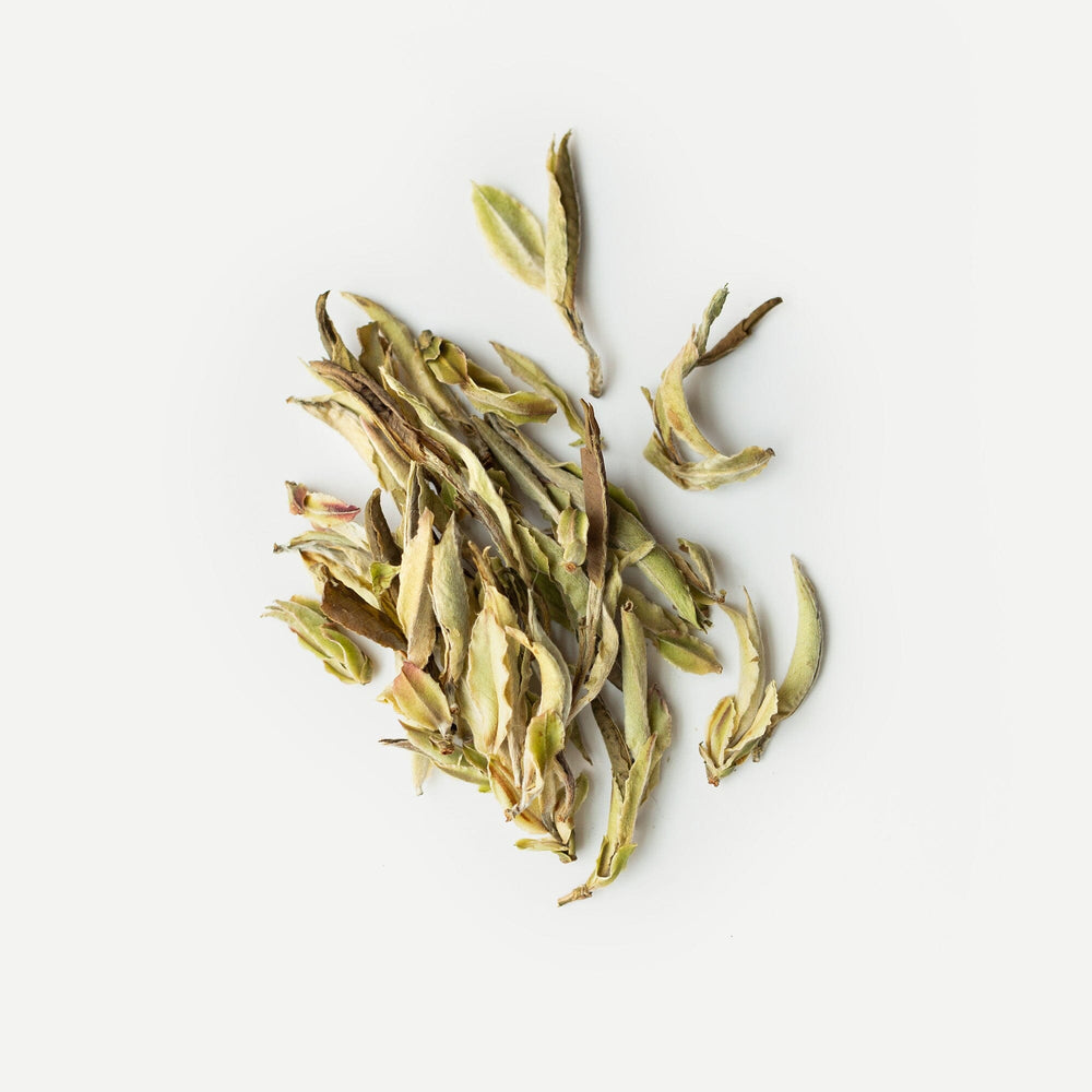 Wild Camellia crassicolumna White Tea