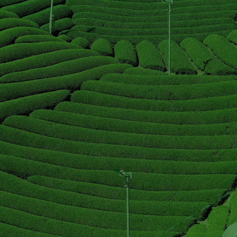 Aerial view of terraced green crop fields with curved rows of vegetation and thin utility poles running through the landscape.