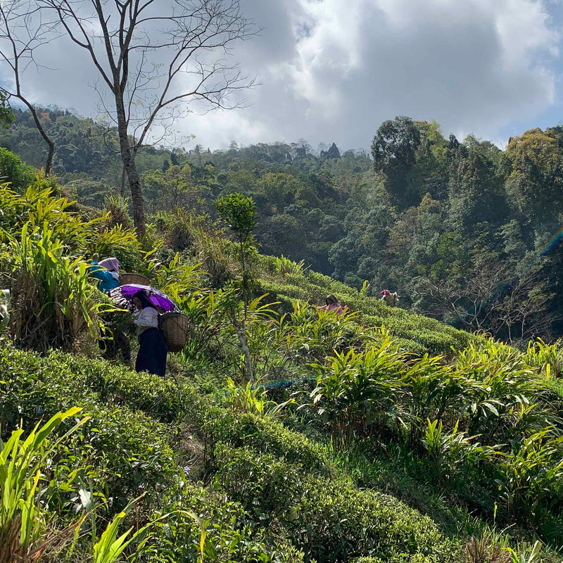 Darjeeling First Flush Tumsong EX3