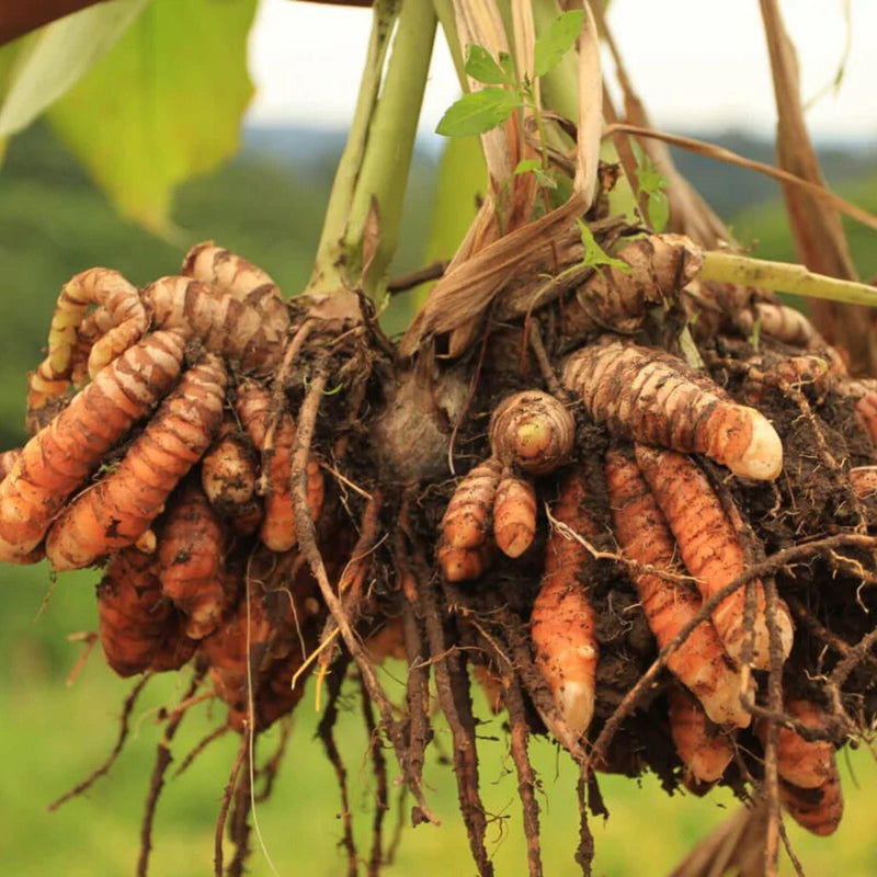 Turmeric Chai