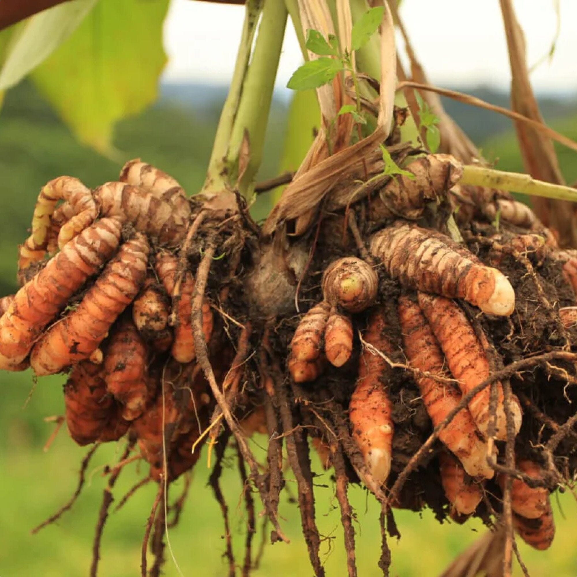 Turmeric Ginger