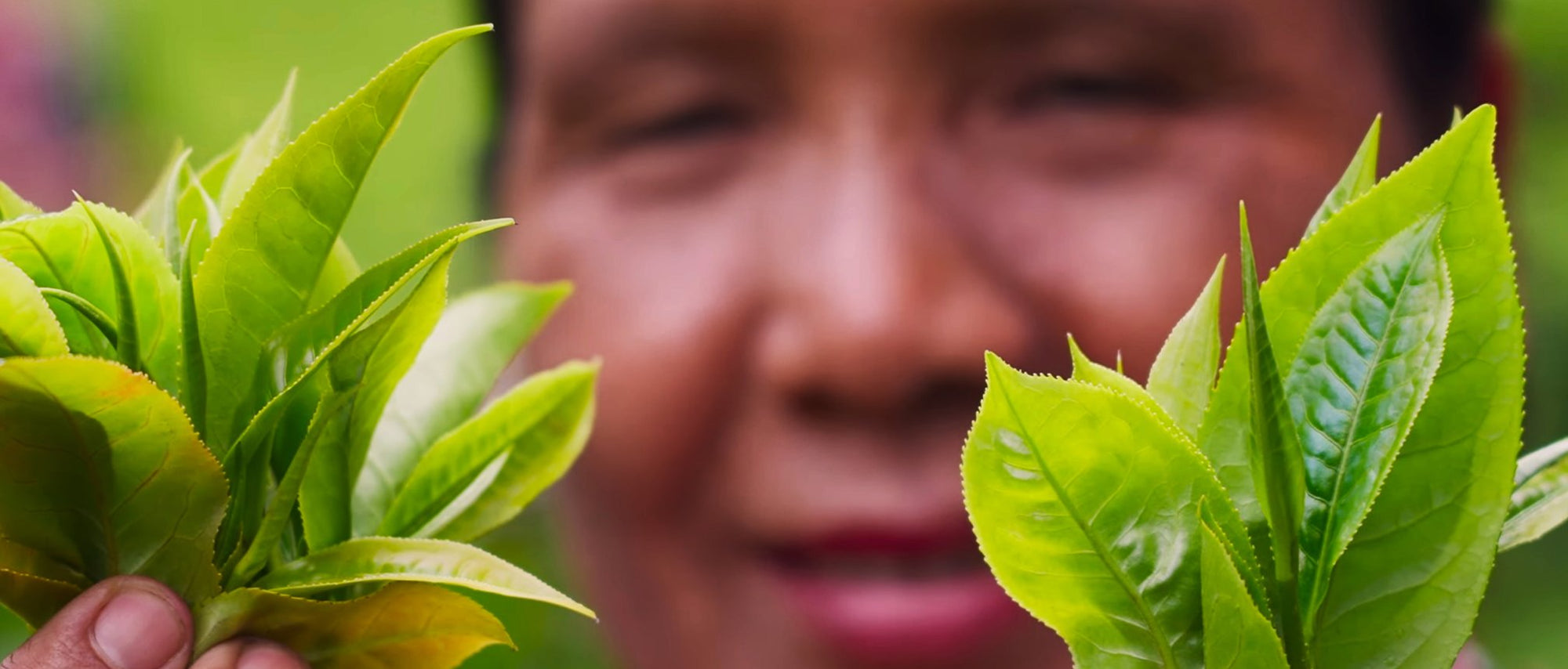 Wild Thai Black