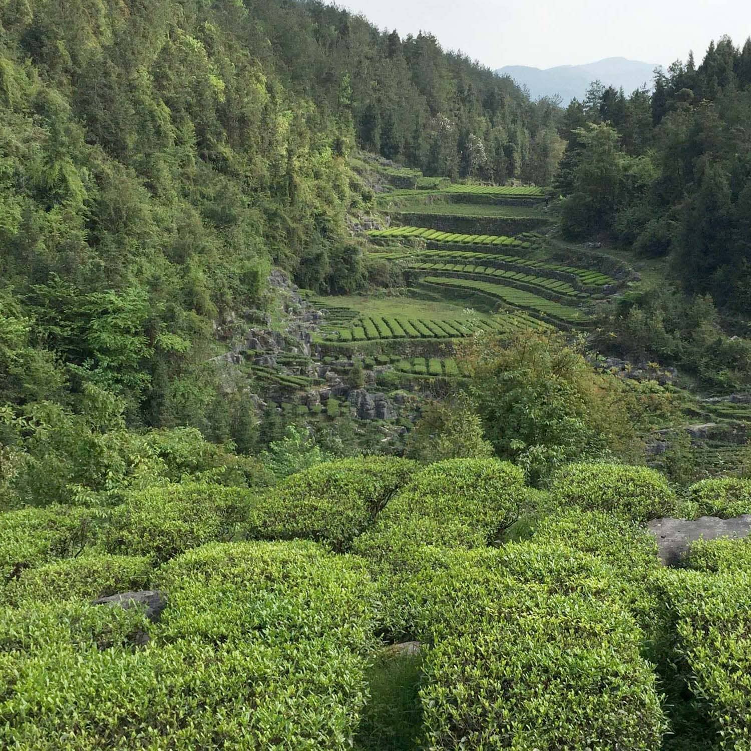A view of a Rishi Tea & Botanicals Jade Cloud tea plantation with mountains in the background.