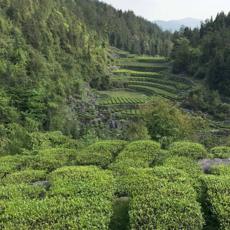 A view of a Rishi Tea & Botanicals Jade Cloud tea plantation with mountains in the background.