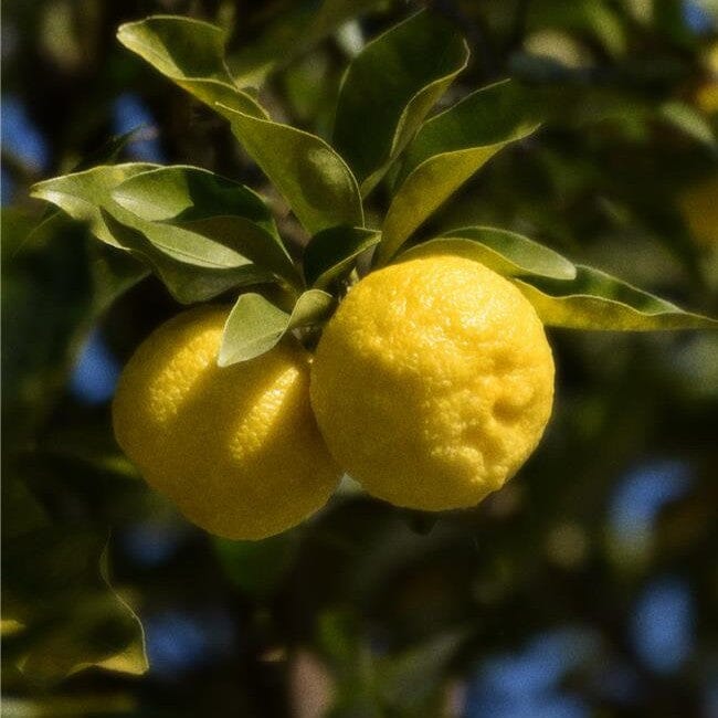 Yuzu Sencha hover image