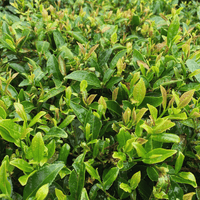 Darjeeling Second Flush Lingia DJ42