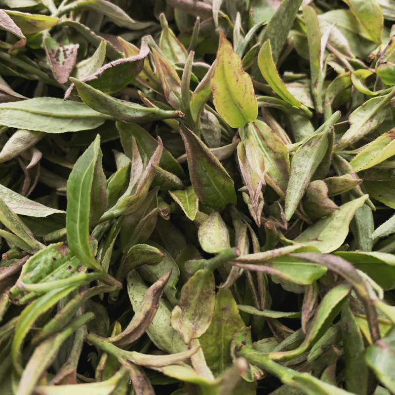 Darjeeling Second Flush Chamong DJ71