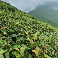 Darjeeling Second Flush Pussimbing DJ74