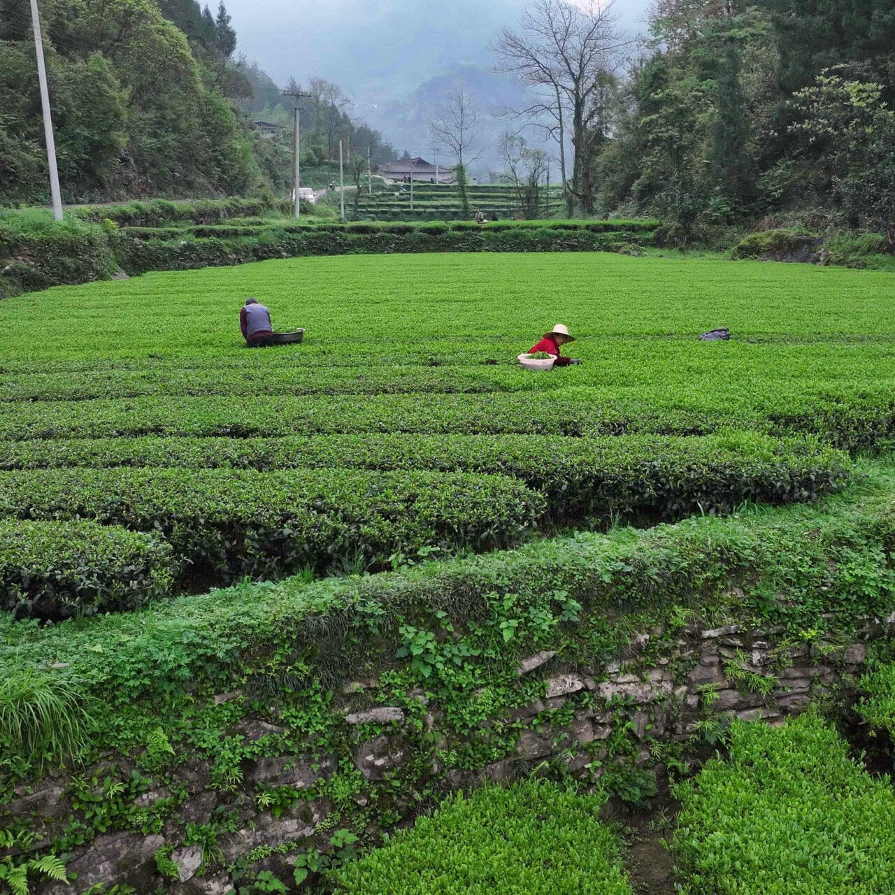 Green Needles Qun Ti Zhong | Rishi Tea