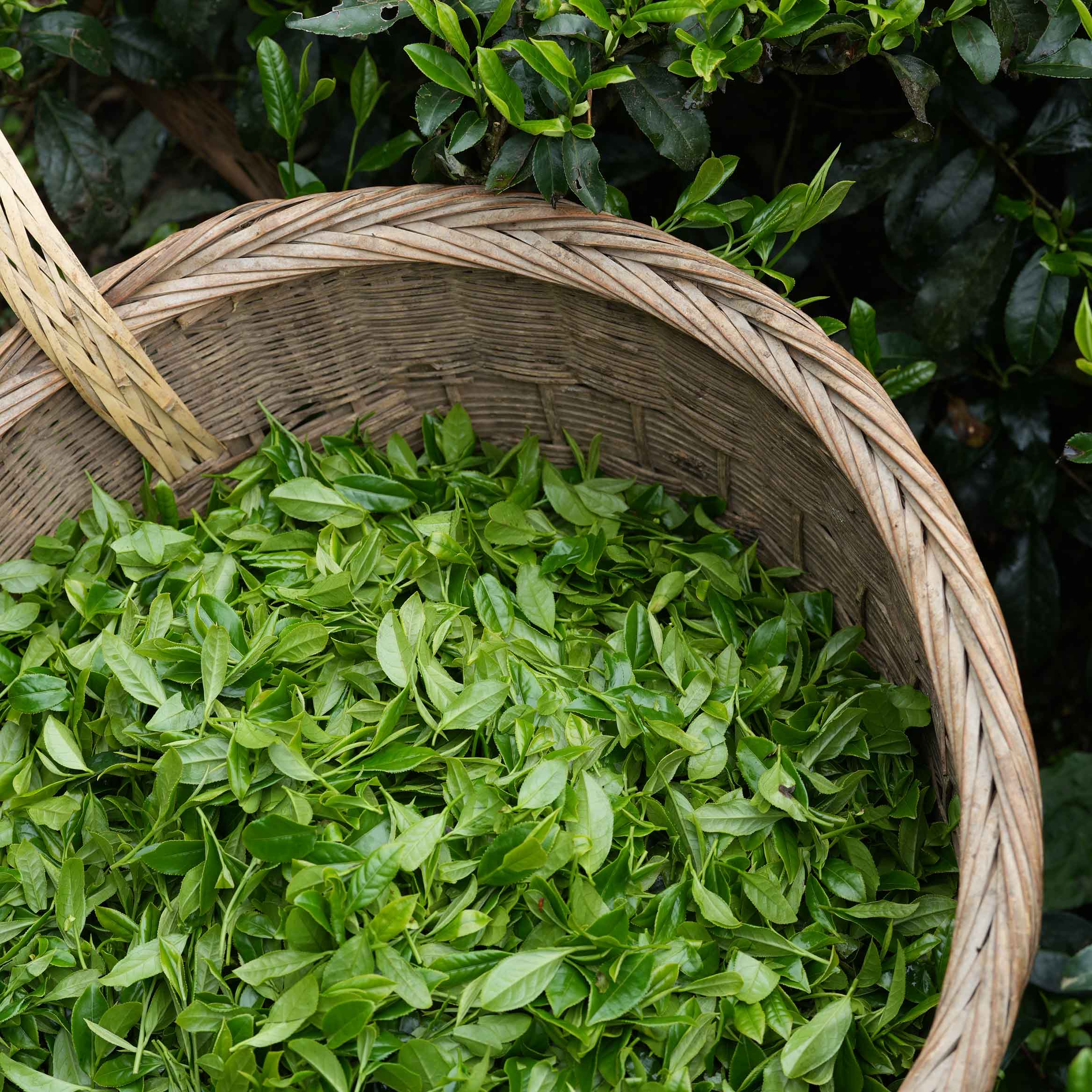 Green Needles Qun Ti Zhong | Rishi Tea Green Needles Qun Ti Zhong | Rishi Tea