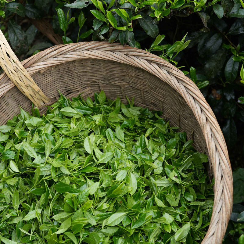 Green Needles Qun Ti Zhong