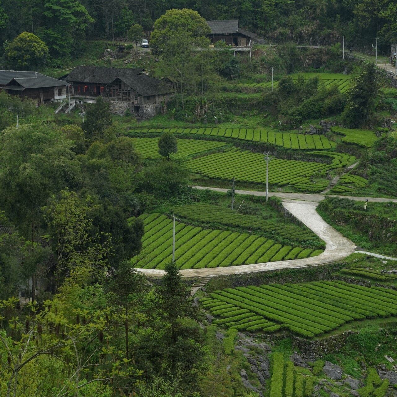 Green Needles Qun Ti Zhong | Rishi Tea